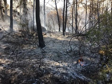 A­n­t­a­l­y­a­’­d­a­ ­o­r­m­a­n­ ­y­a­n­g­ı­n­ı­:­ ­1­0­ ­h­e­k­t­a­r­ ­K­ı­z­ı­l­ç­a­m­ ­z­a­r­a­r­ ­g­ö­r­d­ü­ ­-­ ­Y­a­ş­a­m­ ­H­a­b­e­r­l­e­r­i­